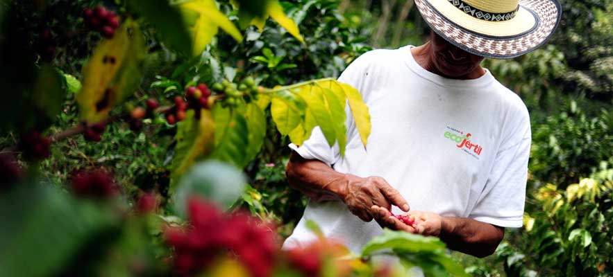 Planet Coffee promotes environmental stewardship by supporting small holding organic coffee bean growers like this one